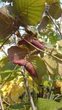 Лещина большая Пурпуреа / Corylus maxima Purpurea С60 h-200 - изображение 9