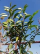 Лавровишня португальськая Angustifolia / Prunus lusitanica Angustifolia С3 Н 30-40 - изображение 12