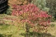 Бересклет плоскочерешковый / Euonymus planipes С20 Н 40-60 - изображение 3