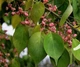 Бересклет Гамильтона / Euonymus hamiltonianus subsp. maackii C10 Pa 100-120 Н150 - изображение 1