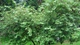 Бересклет плоскочерешковый / Euonymus planipes С20 Н 40-60 - изображение 4