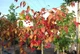 Бересклет плоскочерешковый / Euonymus planipes С20 Н 40-60 - изображение 5