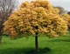 Клен псевдоплатановий Бриллиаантиссиум' / Acer pseudoplatanus 'Brilliantissimum' С10 Ра120 Н 130-140 - изображение 1