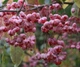 Бересклет Гамильтона / Euonymus hamiltonianus subsp. maackii C10 Pa 100-120 Н150 - изображение 10