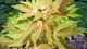 Клен псевдоплатановий Бриллиаантиссиум' / Acer pseudoplatanus 'Brilliantissimum' С10 Ра120 Н 130-140 - изображение 3