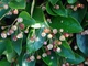 Кизильник блестящий / Cotoneaster lucidus С7.5 /Н 60-80 - изображение 3