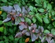 Кизильник блестящий / Cotoneaster lucidus С7.5 /Н 60-80 - изображение 4