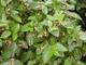 Кизильник блестящий / Cotoneaster lucidus С7.5 /Н 60-80 - изображение 5