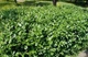 Кизильник блестящий / Cotoneaster lucidus С7.5 /Н 60-80 - изображение 6