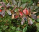 Кизильник блестящий / Cotoneaster lucidus С7.5 /Н 60-80 - изображение 7