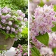 Дейція Расбері Сандей / Deutzia Raspbberry Sundae С3 Н 30-40 - зображення 8