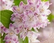 Дейція Расбері Сандей / Deutzia Raspbberry Sundae С3 Н 30-40 - зображення 5