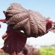 Лещина обыкновенная PURPLE UMBRELLA 'JM 251' PBR/Corylus avellana PURPLE UMBRELLA 'JM 251' С30 / Pa140-160, об - изображение 2