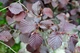 Лещина обыкновенная PURPLE UMBRELLA 'JM 251' PBR/Corylus avellana PURPLE UMBRELLA 'JM 251' С30 / Pa140-160, об - изображение 3