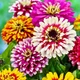Цінія Розкіш Різнобарвний Насіння Florium (726691) - зображення 1