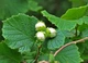 Лещина Mortarella / Corylus Mortarella С7.5 /Н 100-120 - изображение 3
