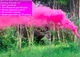 Цветной дым для фотосессии Розовый Малиновый Maxsem MA0513 Raspberries smoke 60 сек - изображение 4