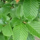 Граб обыкновенный/ Carpinus betulus, С7.5/10 Н120-140 - изображение 2