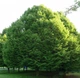 Граб обыкновенный/ Carpinus betulus, С7.5/10 Н120-140 - изображение 5