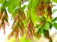Ясен / Fraxinus С15/25 Н250 - изображение 1