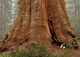 Секвоя вічнозелена / Sequoia sempervirens С7.5 Н 30-40 - зображення 2