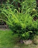 Тис середній 'Densiformis' / Taxus media 'Densiformis' С2, Н 10-15 - зображення 2