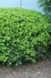 Тис середній 'Densiformis' / Taxus media 'Densiformis' С2, Н 10-15 - зображення 3