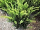 Тис середній 'Densiformis' / Taxus media 'Densiformis' С2, Н 10-15 - зображення 4