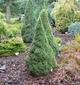 Ель канадская Коника Спиди / Picea glauca "Conica Speedy" С3 /Н 20-30 - изображение 3