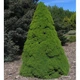 Ель канадская Коника Спиди / Picea glauca "Conica Speedy" С3 /Н 20-30 - изображение 7