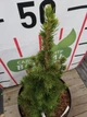 Ель канадская Коника Спиди / Picea glauca "Conica Speedy" С3 /Н 20-30 - изображение 9