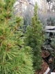Ель канадская Коника Спиди / Picea glauca "Conica Speedy" С3 /Н 20-30 - изображение 10