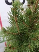 Ель канадская Коника Спиди / Picea glauca "Conica Speedy" С3 /Н 20-30 - изображение 12
