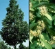 Липа дрібноли́ста Pevé Kronenberg' /Tilia cordata 'Pevé Kronenberg' С20 /Ра120 - зображення 2