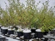 Ива тонкостолбиковая Маунт Асо / Salix gracilistyla Mount Aso, С3, 30-40см. - изображение 2