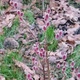 Ива тонкостолбиковая Маунт Асо / Salix gracilistyla Mount Aso, С3, 30-40см. - изображение 3