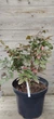 Магония падуболистная / Mahonia aquifolium С10 Н 40-50 - изображение 1