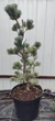 Сосна біла японська 'Schoon's Bonsai'/ Pinus parviflora 'Schoon's Bonsai' С45 /Н 60-70 - зображення 1