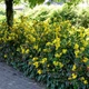 Магония падуболистная / Mahonia aquifolium С10 Н 40-50 - изображение 2