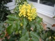 Магония падуболистная / Mahonia aquifolium С10 Н 40-50 - изображение 3