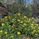 Магония падуболистная / Mahonia aquifolium С10 Н 40-50 - изображение 5