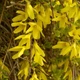 Форзиция корейская Комсан / Forsythia koreana Kumson С3, H 40 см - изображение 6