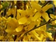 Форзиция корейская Комсан / Forsythia koreana Kumson С3, H 40 см - изображение 7