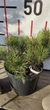 Сосна гірська Мугус / Pinus mugo Mughus С7.5 Н 20-30 - зображення 1
