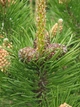 Сосна гірська Мугус / Pinus mugo Mughus С7.5 Н 20-30 - зображення 4