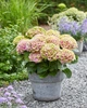 Гортензия крупнолистная "Magical Jewel Pink"/Hydrangea macrophylla Magical Jewel Pink С3/5 / Н 40-50 - изображение 3
