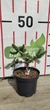 Ялиця іспанська Aurea / Abies pinsapo Aurea С3 Н20 - зображення 2