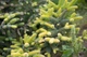 Ялиця іспанська Aurea / Abies pinsapo Aurea С3 Н20 - зображення 4