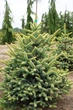 Ялиця іспанська Aurea / Abies pinsapo Aurea С3 Н20 - зображення 5