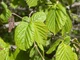 Лещина обыкновенная / Corylus avellana С5 /Н 60-90 - изображение 4